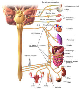 inervacion parasimpatica